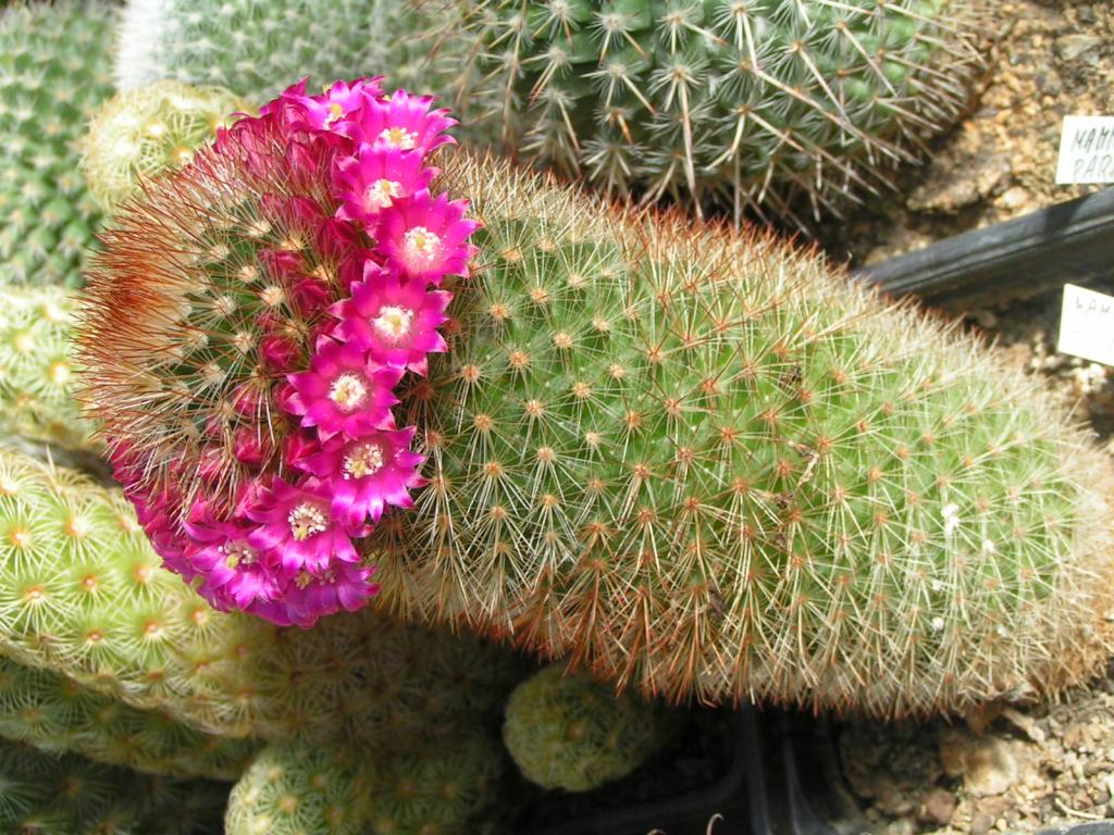 Mammillaria pilcayensis v. chrysodactyla